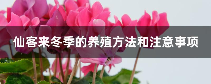 仙客来冬季的养殖方法和注意事项