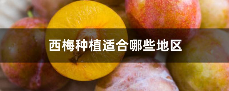 西梅种植适合哪些地区