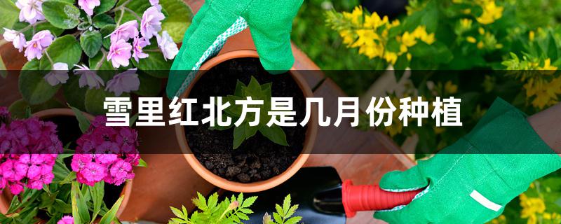 雪里红北方是几月份种植