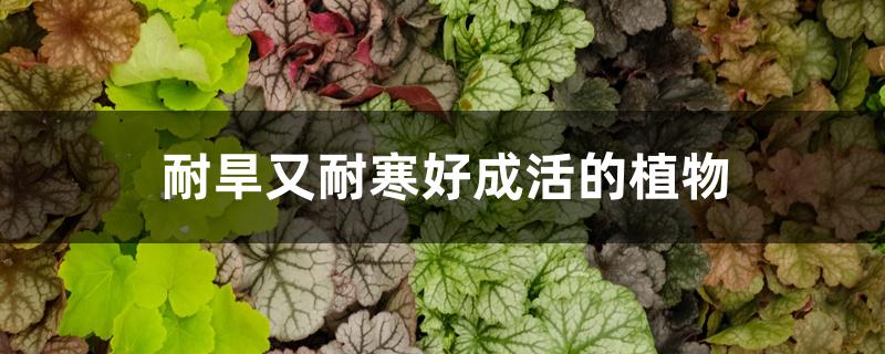 耐旱又耐寒好成活的植物