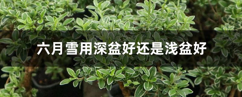 六月雪用深盆好还是浅盆好