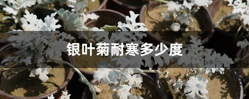 银叶菊耐寒多少度