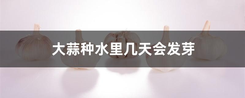 大蒜种水里几天会发芽