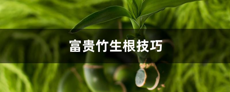 富贵竹生根技巧