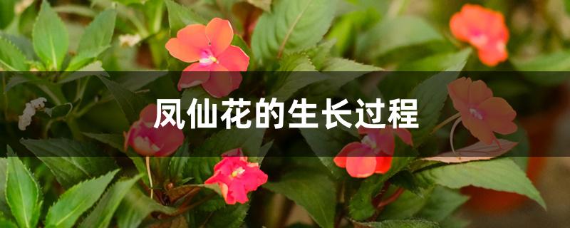 凤仙花的生长过程