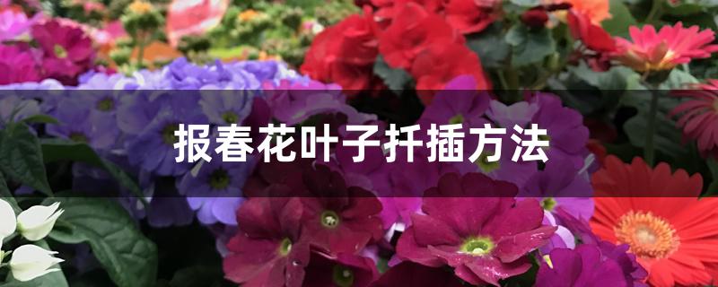 报春花叶子扦插方法