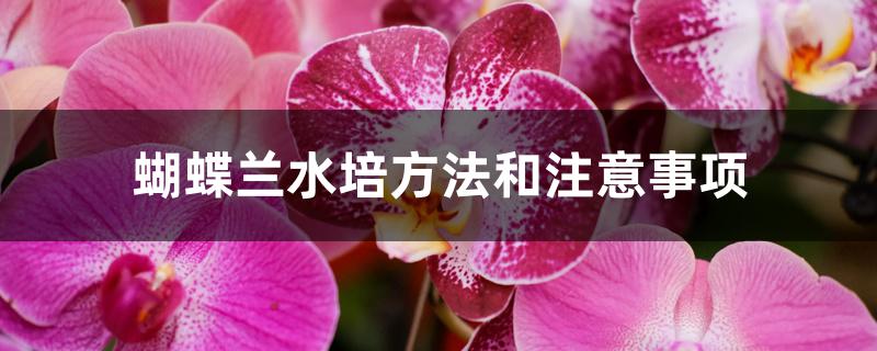 蝴蝶兰水培方法和注意事项
