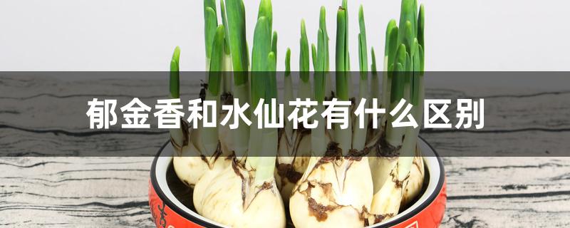 郁金香和水仙花有什么区别