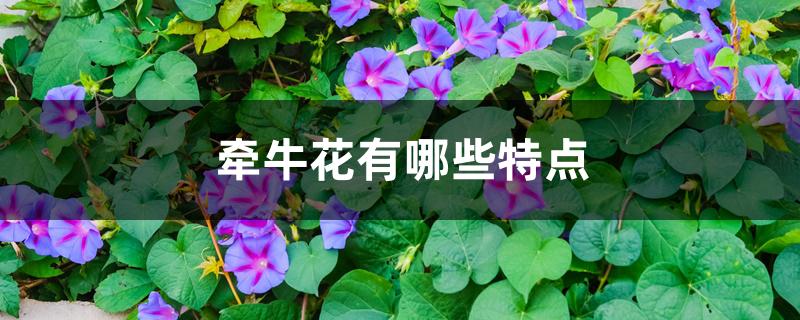 牵牛花有哪些特点