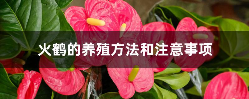 火鹤的养殖方法和注意事项