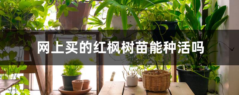 网上买的红枫树苗能种活吗