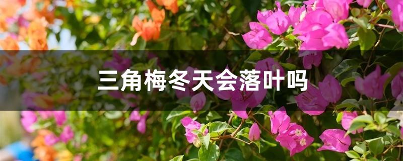 三角梅冬天会落叶吗