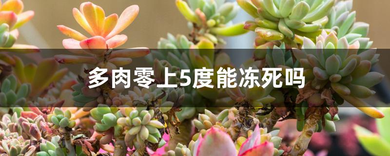 多肉零上5度能冻死吗
