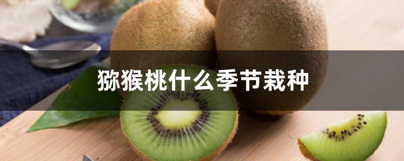 猕猴桃什么季节栽种