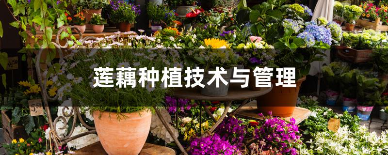莲藕种植技术与管理