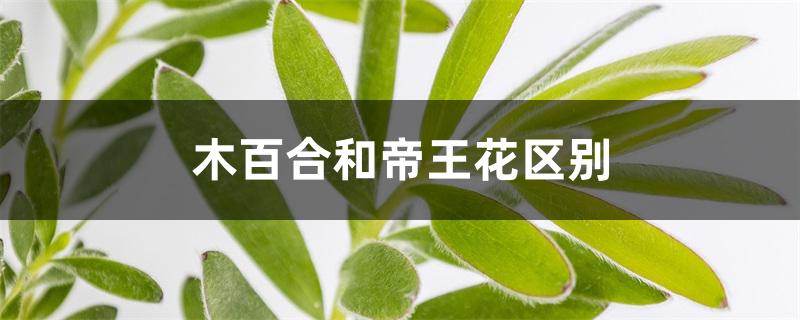 木百合和帝王花区别