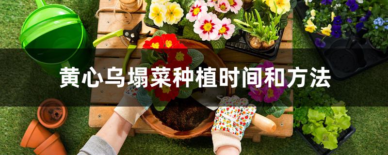 黄心乌塌菜种植时间和方法