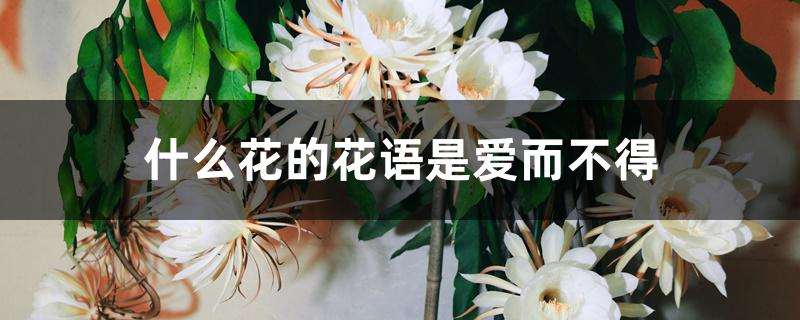 什么花的花语是爱而不得