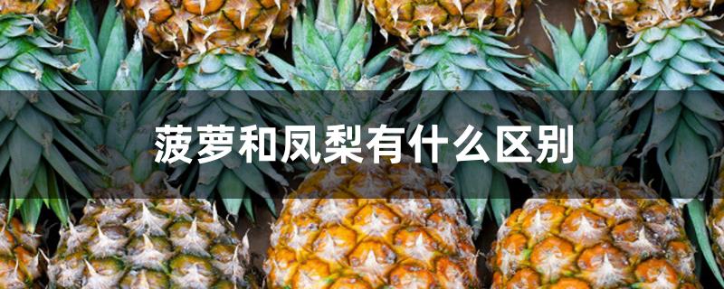 菠萝和凤梨有什么区别