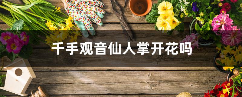 千手观音仙人掌开花吗