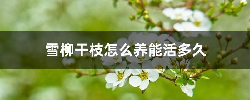 雪柳干枝怎么养能活多久