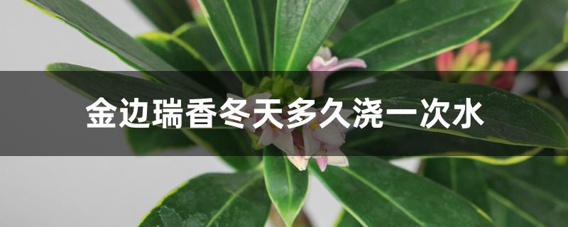 金边瑞香冬天多久浇一次水
