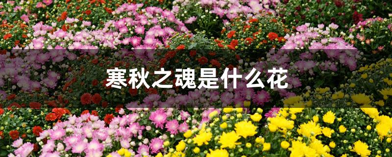 寒秋之魂是什么花