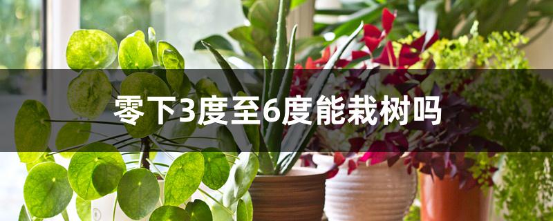零下3度至6度能栽树吗