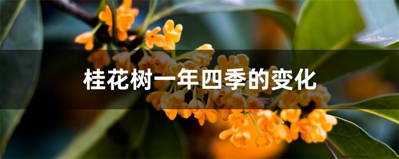 桂花树一年四季的变化