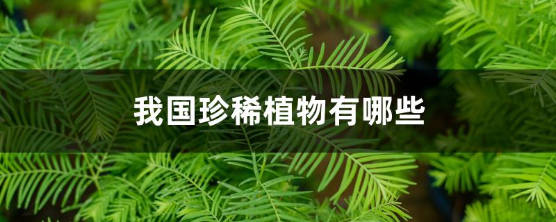 我国珍稀植物有哪些