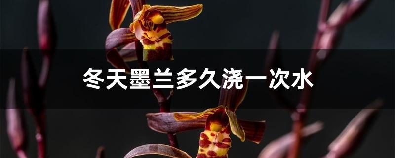 冬天墨兰多久浇一次水