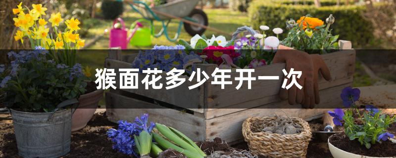 猴面花多少年开一次