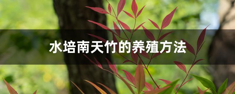 水培南天竹的养殖方法