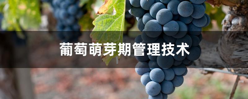 葡萄萌芽期管理技术