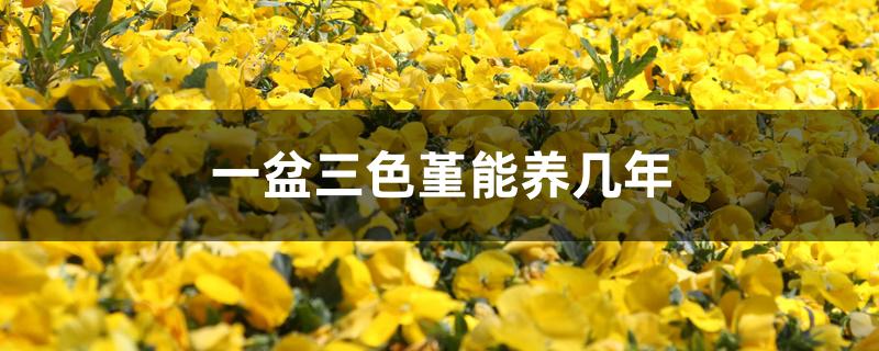 一盆三色堇能养几年