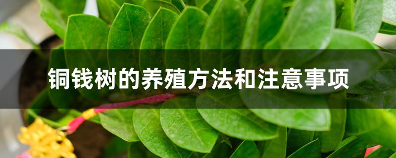 铜钱树的养殖方法和注意事项