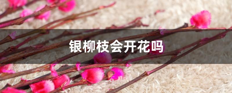 银柳枝会开花吗