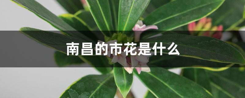 南昌的市花是什么