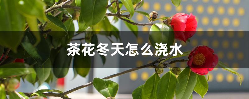 茶花冬天怎么浇水