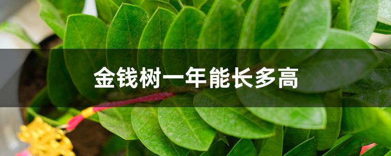 金钱树一年能长多高