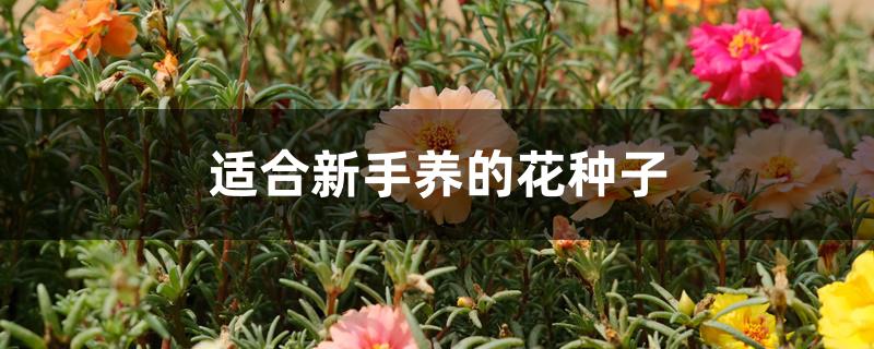 适合新手养的花种子