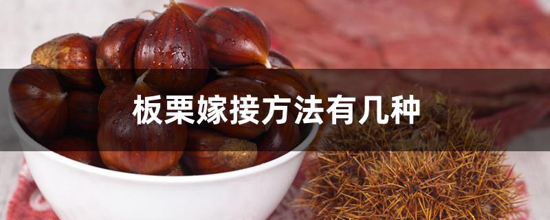 板栗嫁接方法有几种