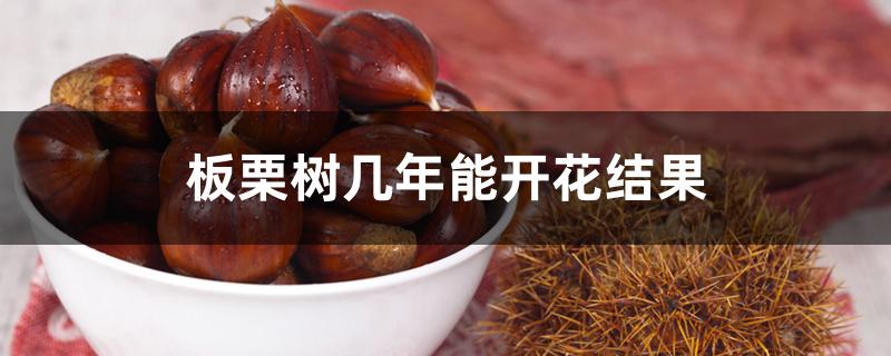 板栗树几年能开花结果