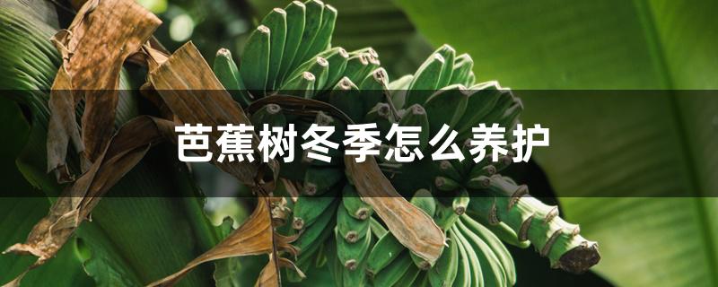 芭蕉树冬季怎么养护