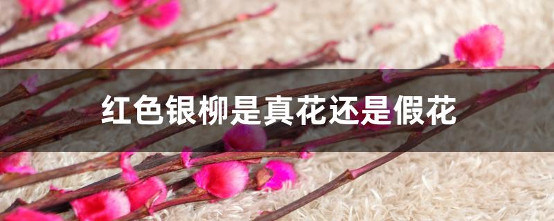 红色银柳是真花还是假花