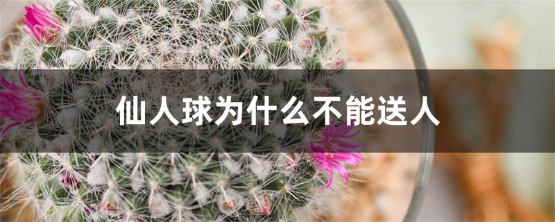 仙人球为什么不能送人