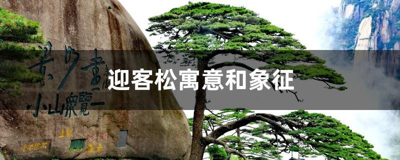 迎客松寓意和象征