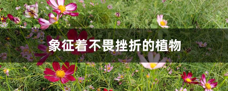 象征着不畏挫折的植物