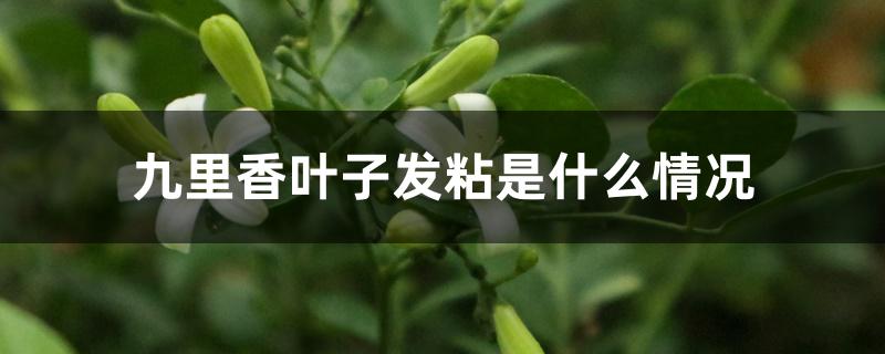 九里香叶子发粘是什么情况