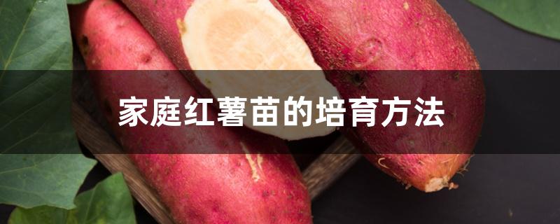 家庭红薯苗的培育方法
